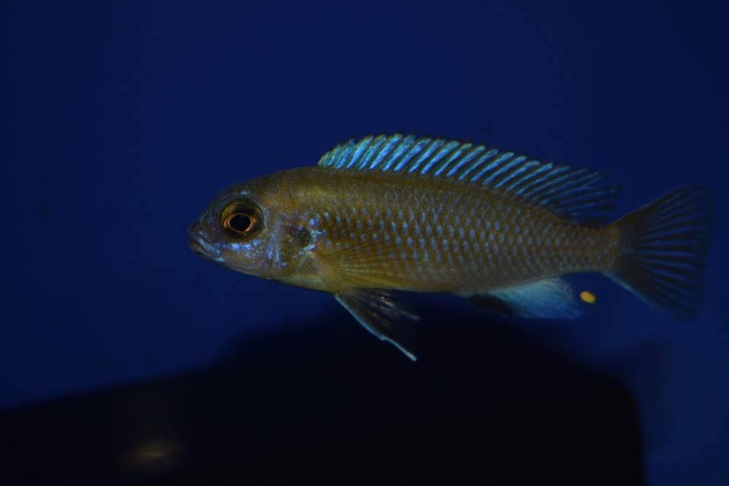 Maylandia sp. 'patricki' Chidunga Rocks